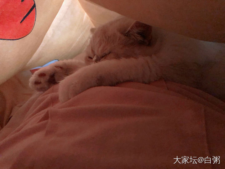 我猫的睡姿总是像个人_猫宠物