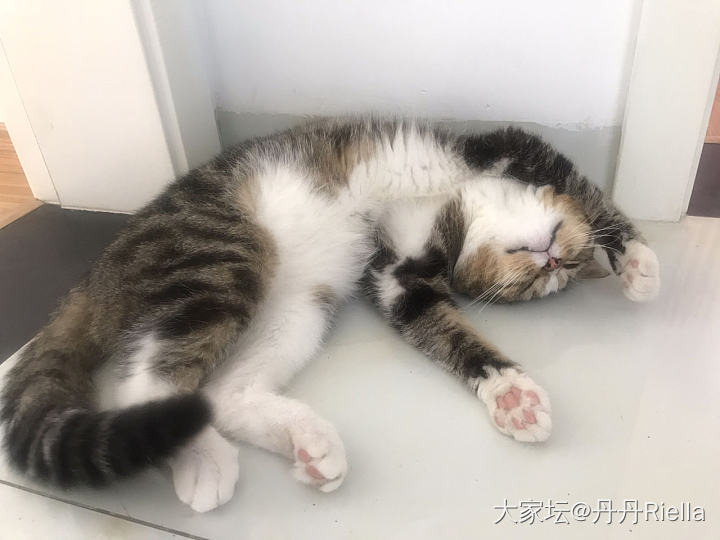 我猫的睡姿总是像个人_猫宠物