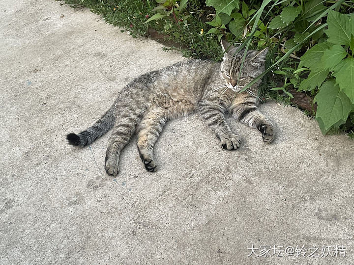 帅气的猫咪_猫