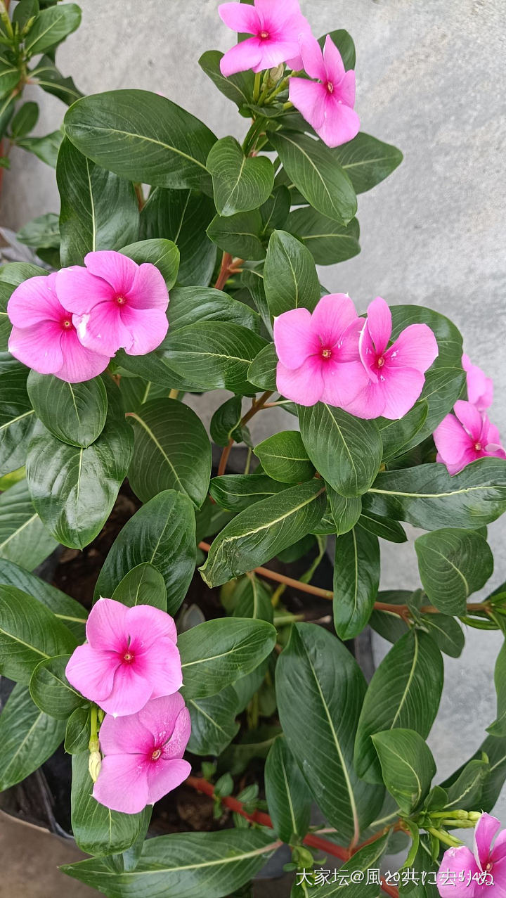 夏日时光_植物