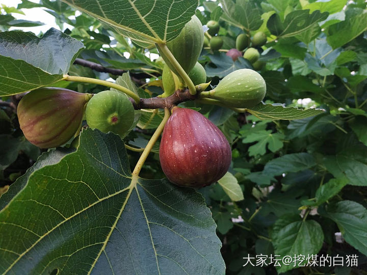 无花果自由✌🏻️_植物美食