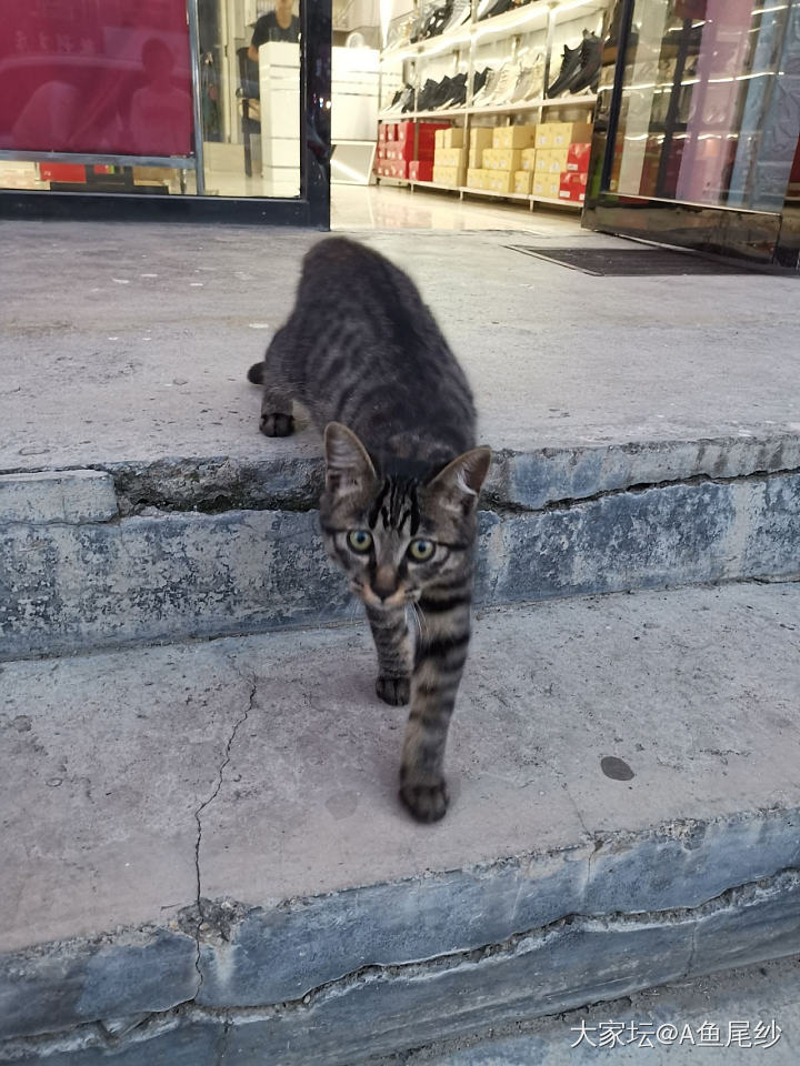路边遇到一只超美貌的小猫咪_猫