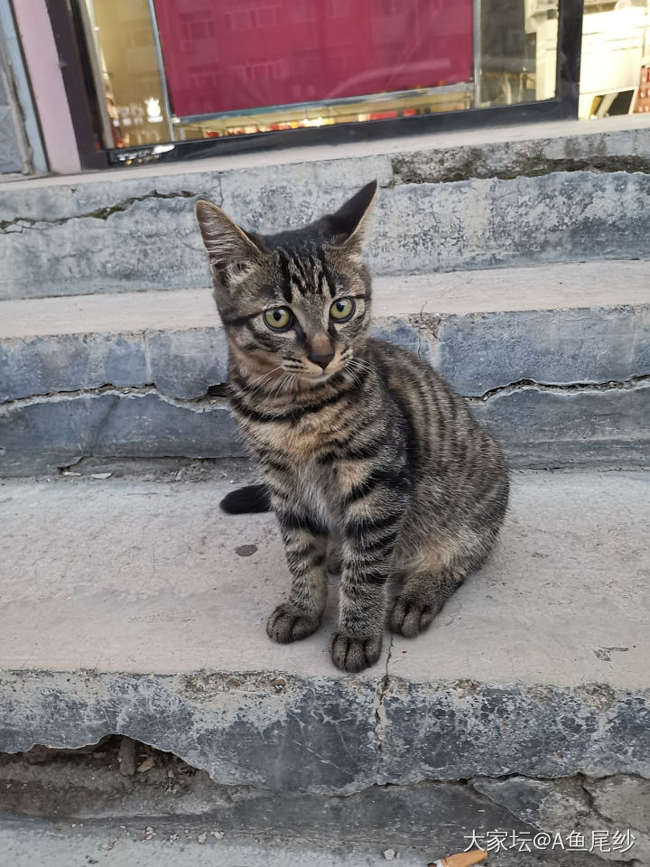 路边遇到一只超美貌的小猫咪_猫