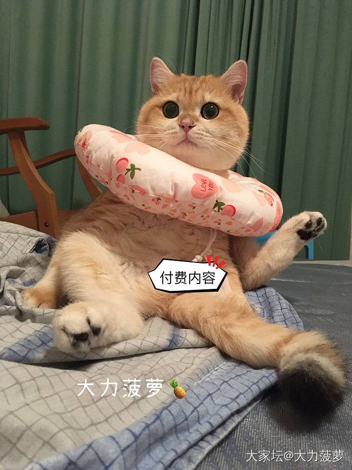 猛男粉上线_猫宠物