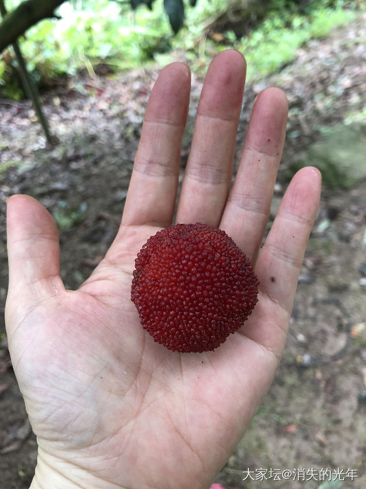 回浙江还能吃到大杨梅_水果