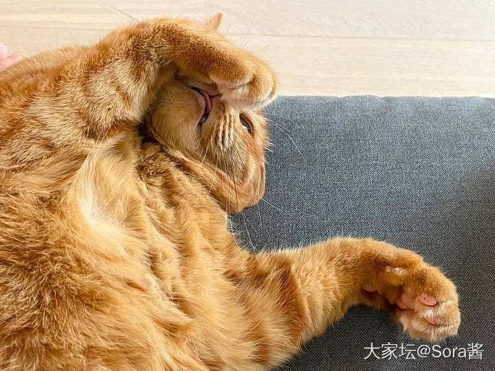 🌀台风来袭，抱大腿的🐱_猫