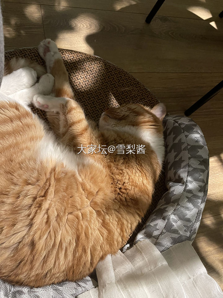 🌀台风来袭，抱大腿的🐱_猫