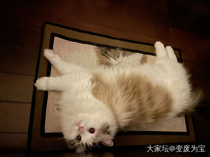 领养之家的垫子老虎是真喜欢，躺着不想起来了😆_猫