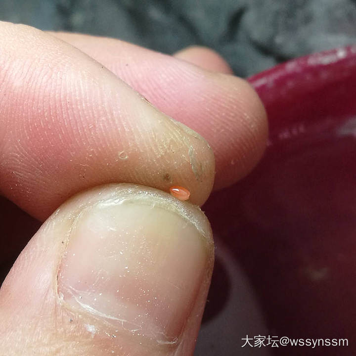 【多图】百宝嵌工艺做小花时心情最好_首饰