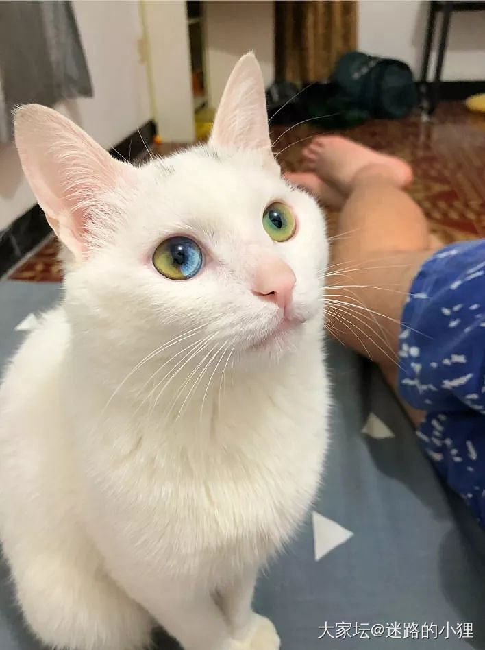 一只有彩虹瞳的猫咪～_猫