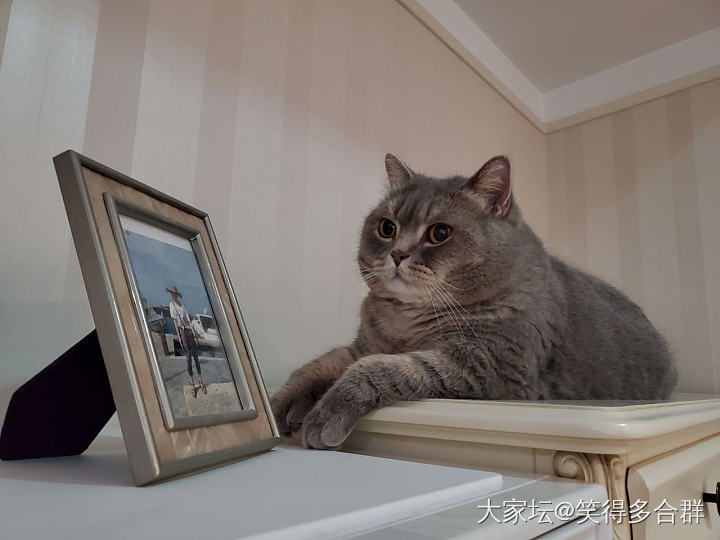 水逆退散  拨云见日_猫