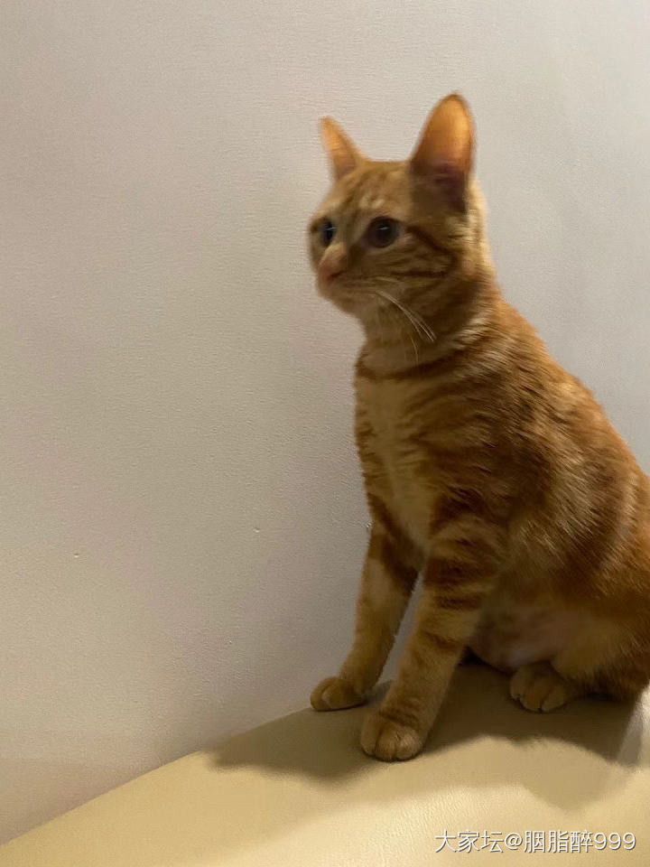 去年十月在小区草笼笼头捡的流浪猫，当时给正我老公说想养猫，老公说那就喂个银渐层或...
