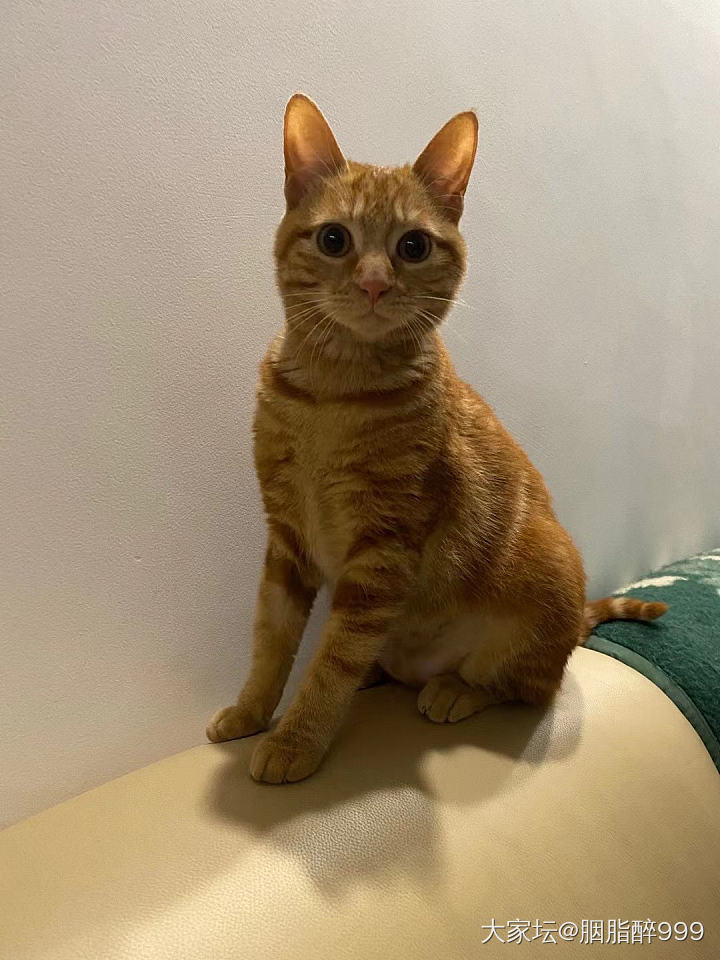 去年十月在小区草笼笼头捡的流浪猫，当时给正我老公说想养猫，老公说那就喂个银渐层或...