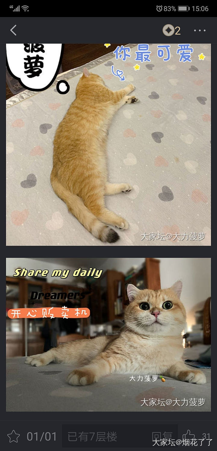 三个🐱公公 一台戏_猫宠物