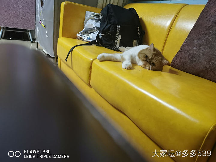 其实不调皮的时候还是挺可爱的_猫