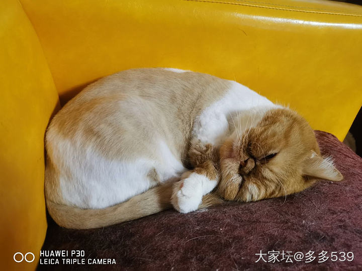 其实不调皮的时候还是挺可爱的_猫