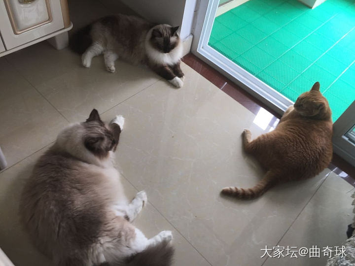 小猫开会和聚众吸…_猫