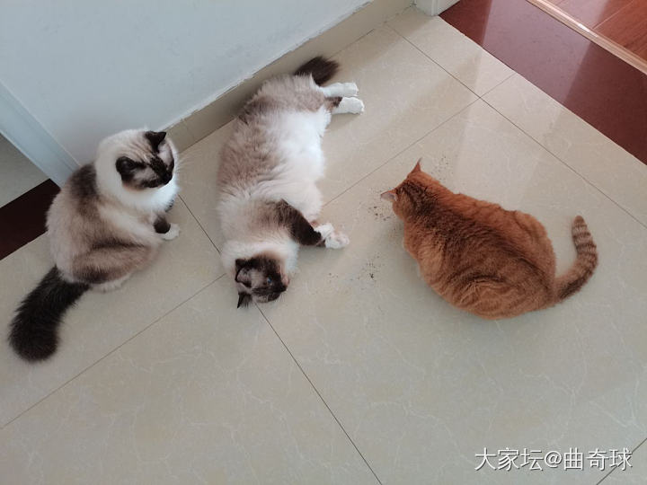 小猫开会和聚众吸…_猫