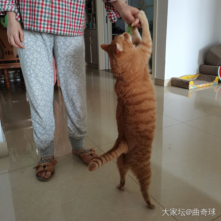 听说大家都想看猫_猫