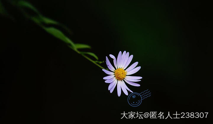 可以匿名了哦