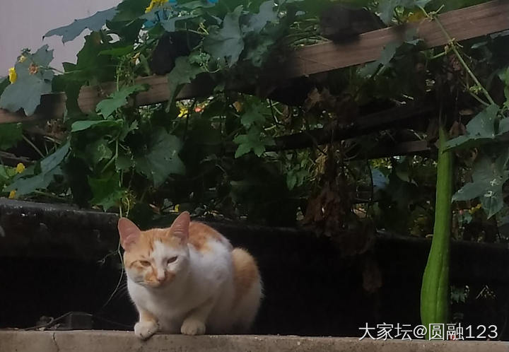 农村猫猫的幸福_闲聊