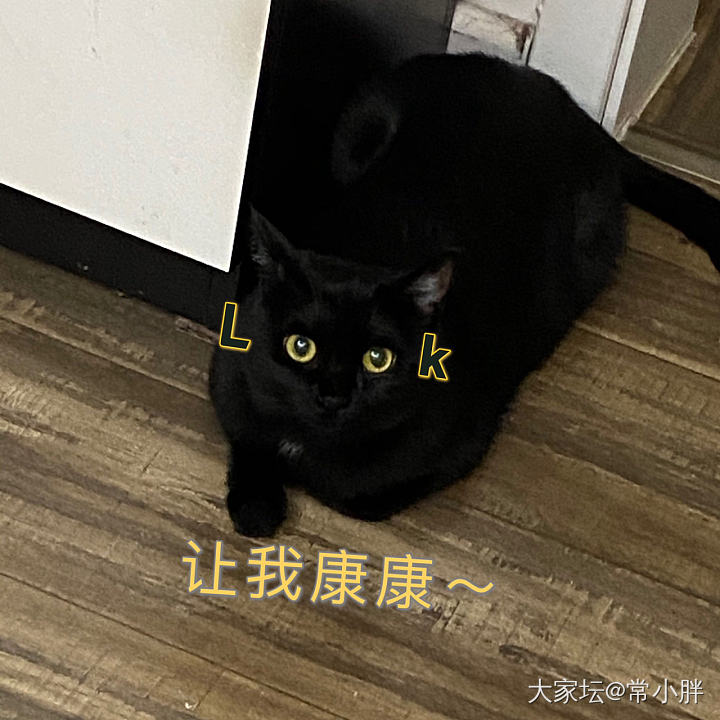 我与黑猫~_猫