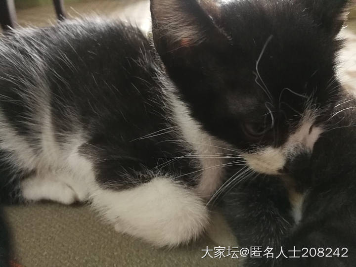 小猫送养_猫