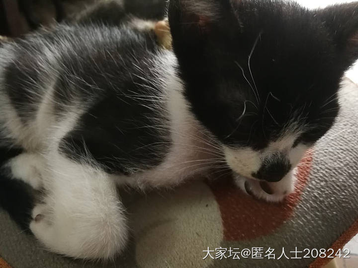 小猫送养_猫