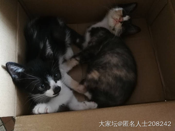 小猫送养_猫