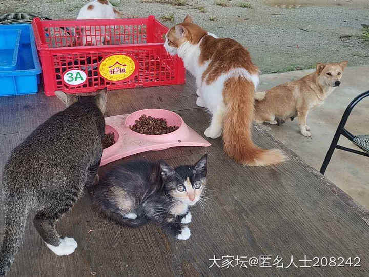 小猫送养_猫