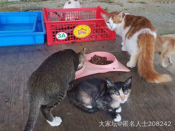 小猫送养_猫