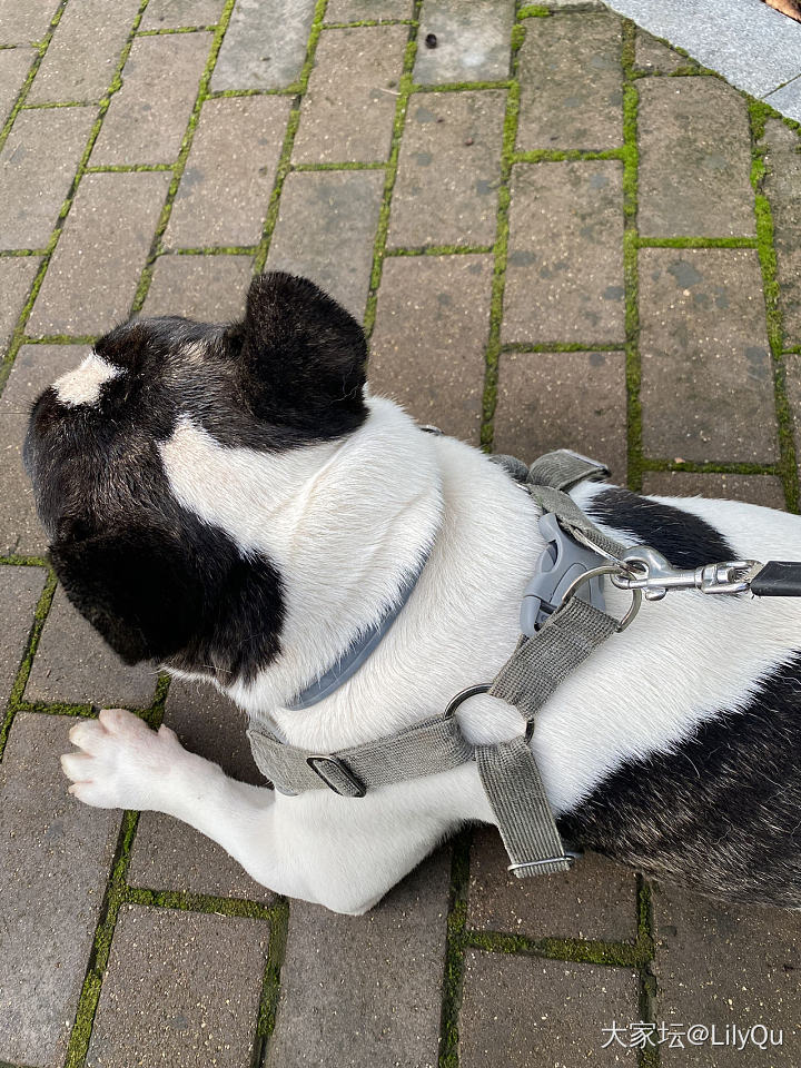 不是说柴犬爱干净吗_狗