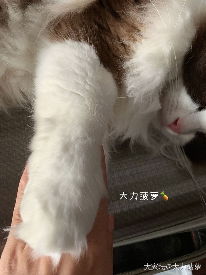 菠萝🍍哥哥的草莓🍓大福_猫宠物