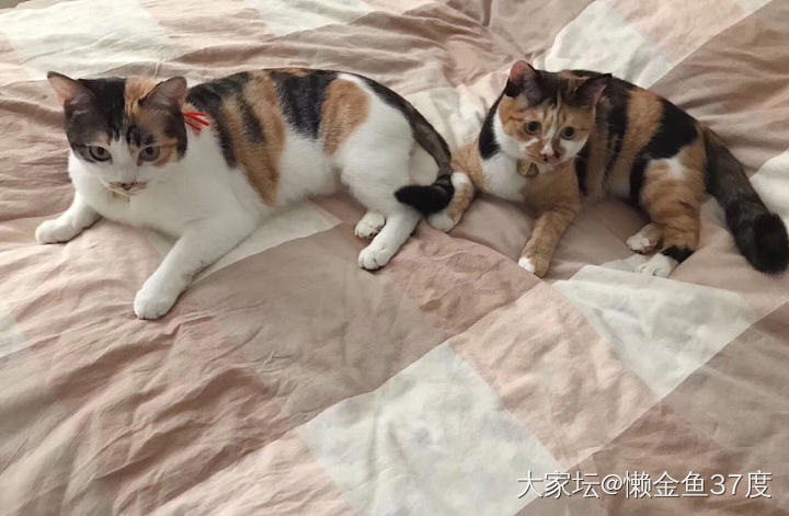 丑是丑了点，但是性格超级好！_猫