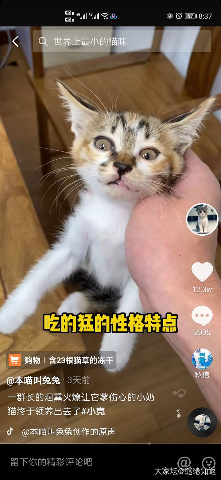 丑是丑了点，但是性格超级好！_猫