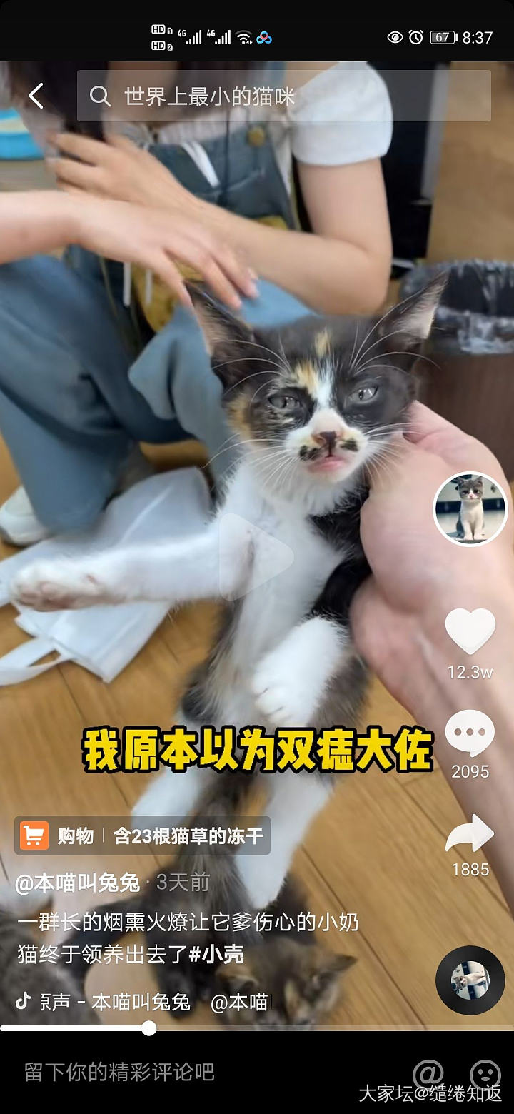 丑是丑了点，但是性格超级好！_猫