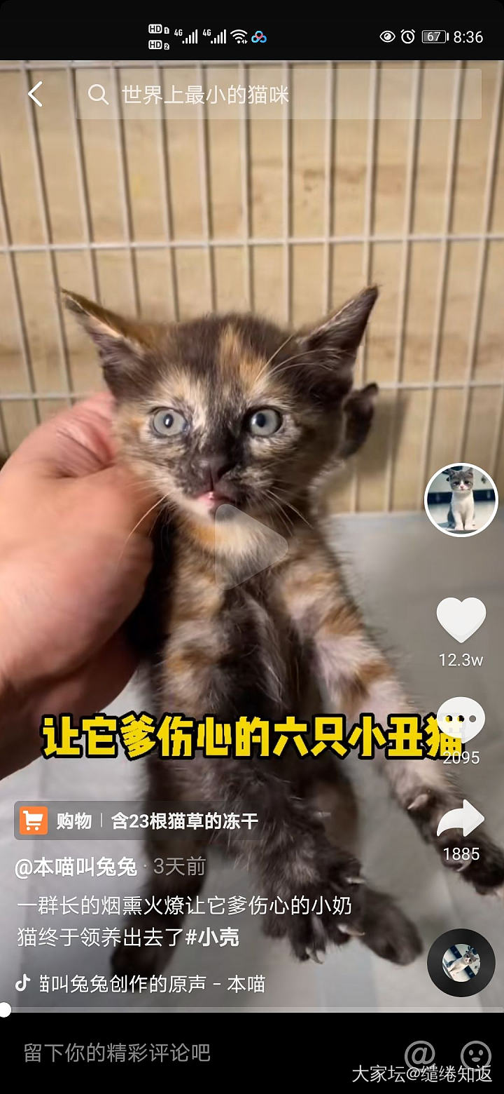 丑是丑了点，但是性格超级好！_猫