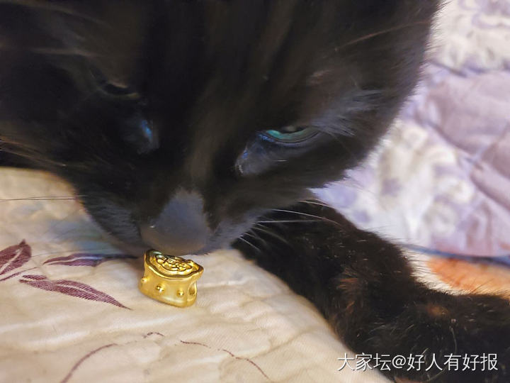 老北鼻的🎁_猫金