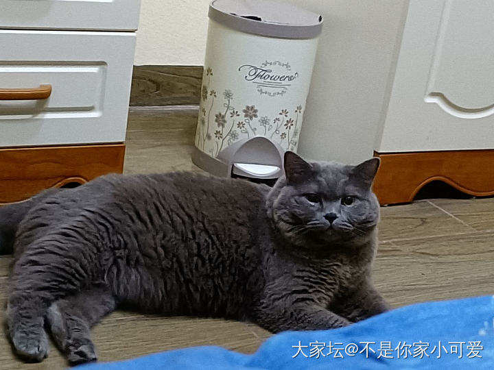 寻寻觅觅_猫