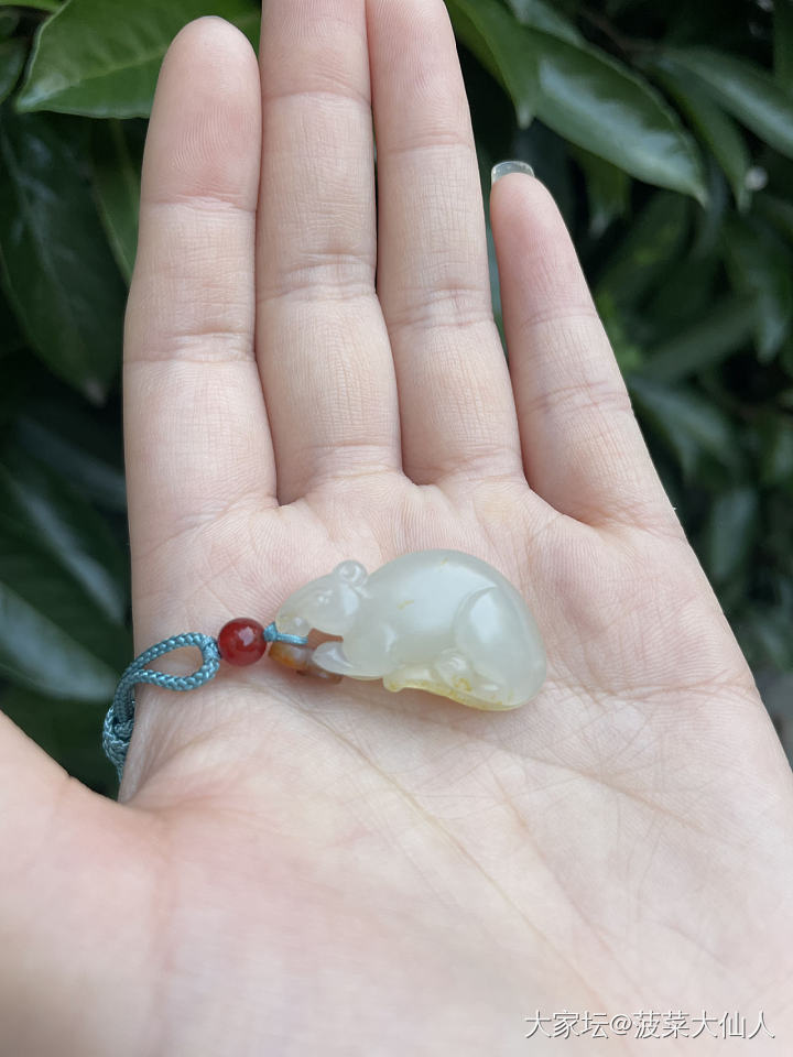 一只 小小鼠来宝