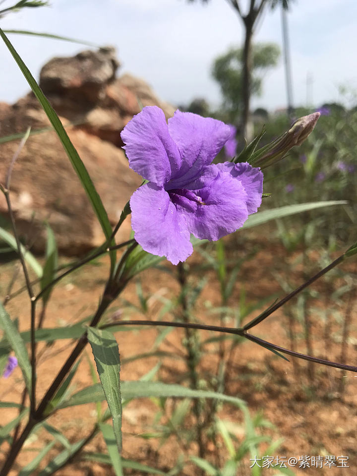 喜欢花但又不懂养花_花