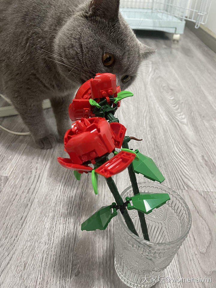 獒总：妈今天送了噢塑料花花，象征着妈对噢滴爱～_猫