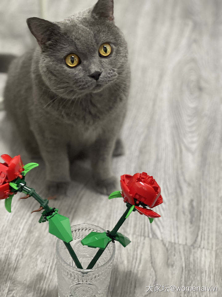 獒总：妈今天送了噢塑料花花，象征着妈对噢滴爱～_猫