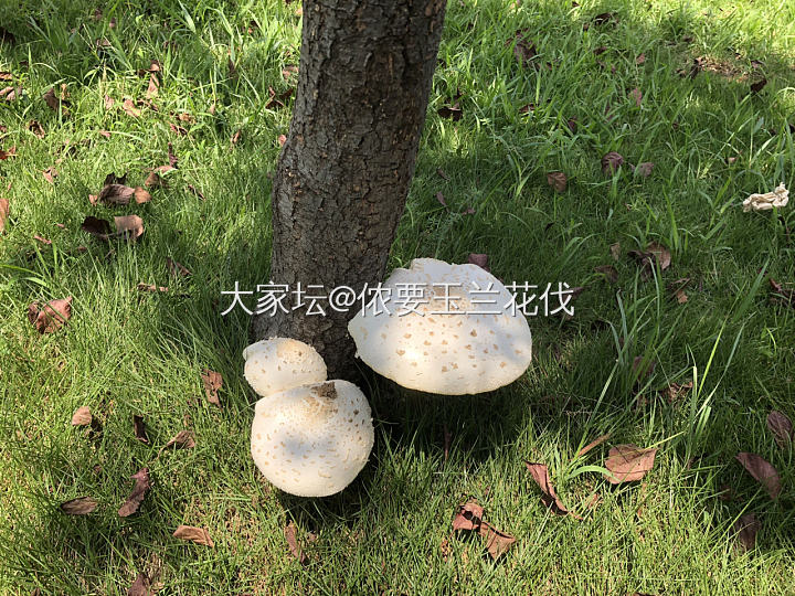 隔离区的蘑菇🍄_食材闲聊