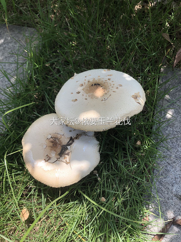 隔离区的蘑菇🍄_食材闲聊