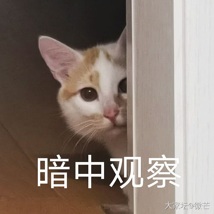 异域金声香吗？_手链金