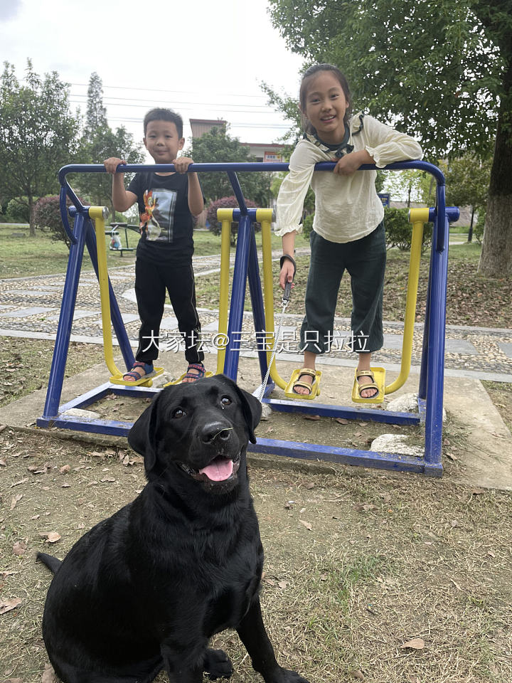 坛友们，家里有没有养拉拉的，可以一起来交流。
名字：三宝
年龄：9个月
犬种：黑..._狗