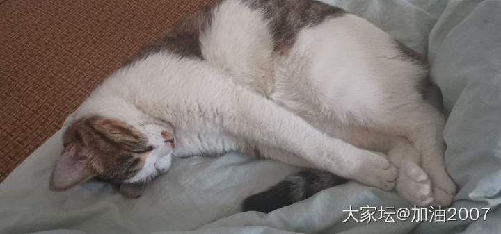 鼻炎季_猫健康