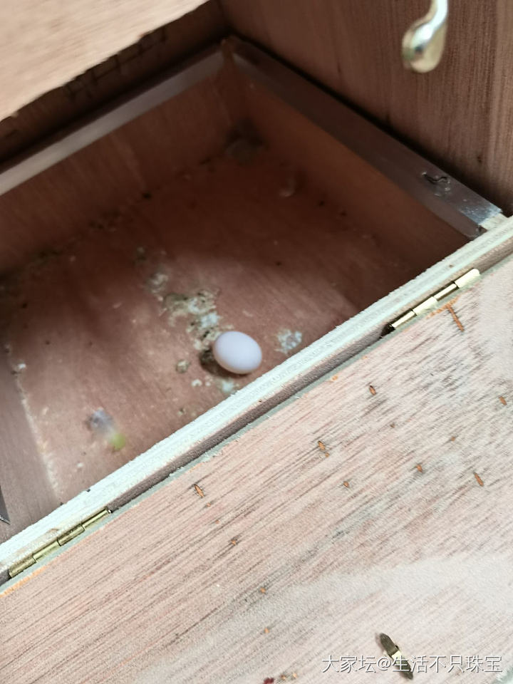 我的黄桃下蛋了，拿出来不小心掉地上磕破了😂，还好不是受精的蛋公鸟七七前飞走了。_鸟