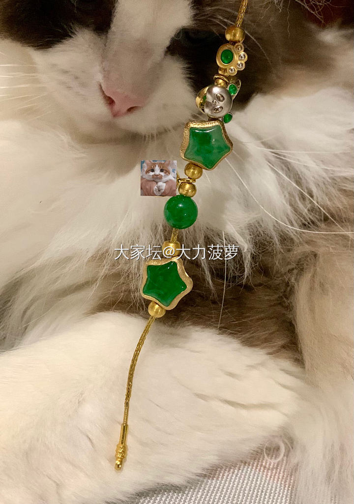 妈妈的好大儿_猫